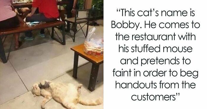 84 Times Cat Owners Caught Their Adorable Pets Behaving Like Jerks