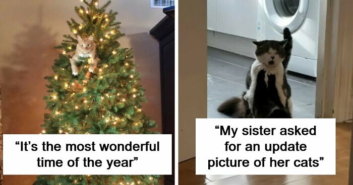 84 Times Cat Owners Caught Their Adorable Pets Behaving Like Jerks