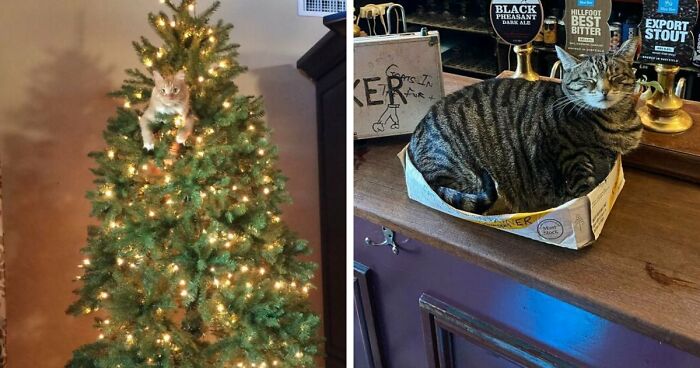 84 Times Cat Owners Caught Their Adorable Pets Behaving Like Jerks