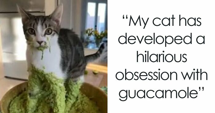 84 Times Cat Owners Caught Their Adorable Pets Behaving Like Jerks