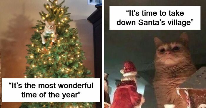 84 Times Cat Owners Caught Their Adorable Pets Behaving Like Jerks