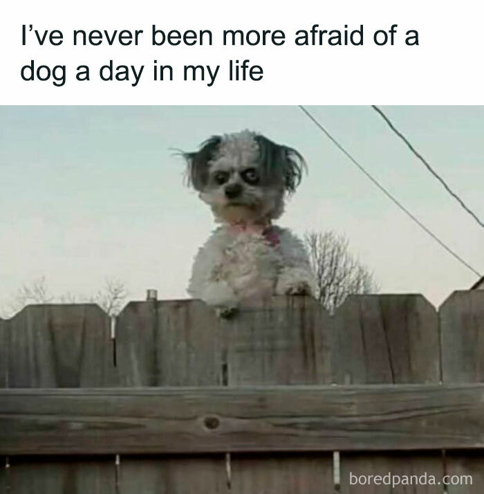 Small dog with a funny expression peeking over a wooden fence, one of the memes that have no reason to be this funny.