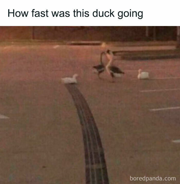 Duck running fast with tire marks on parking lot pavement, a funny meme illustrating speed impression.