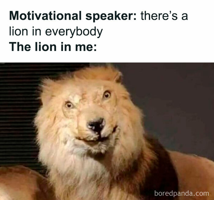 Funny lion meme showing a distorted lion face under motivational speaker text in a humorous internet meme format.