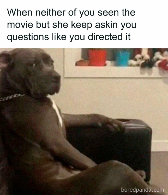 Dog sitting on a couch with a skeptical look, illustrating one of the funniest memes with no reason to be this funny.