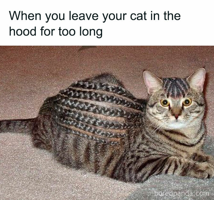 Tabby cat with braided hair photoshopped on its body, featured in a funny meme from memes collection.