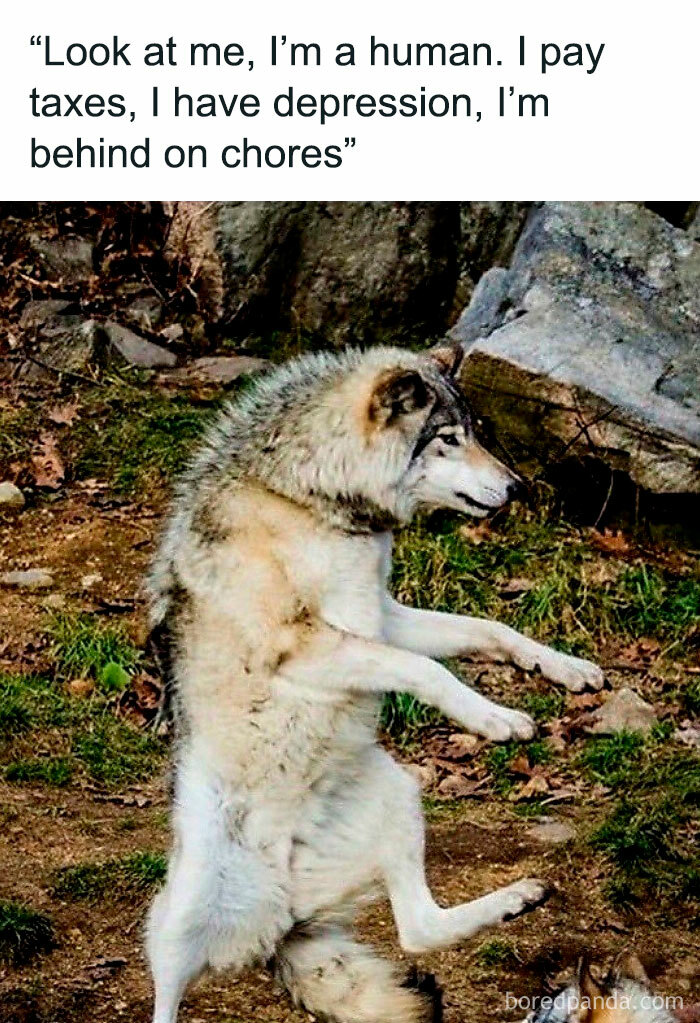 Meme showing a wolf standing on hind legs with a humorous caption about human struggles and chores.
