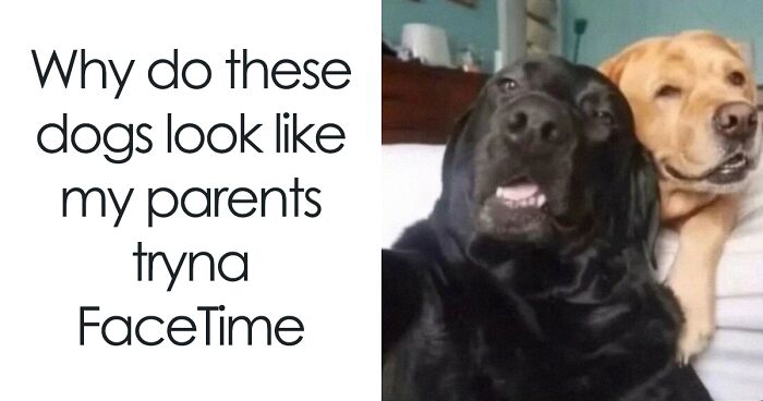 77 Memes That Have No Reason To Be This Funny