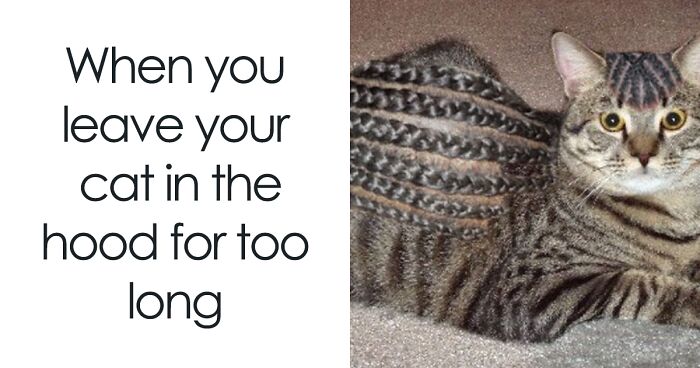 77 Memes That Have No Reason To Be This Funny