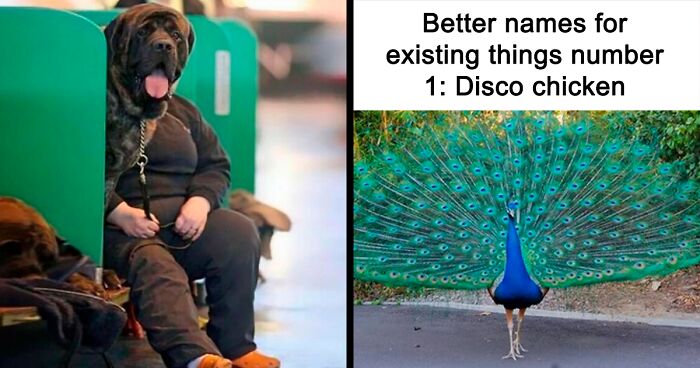 If You’re Feeling Heavy Today, Here Are 53 Adorable And Lighthearted Animal Memes