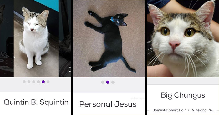 71 Pets With Names That Are Funnier Than They Should Be