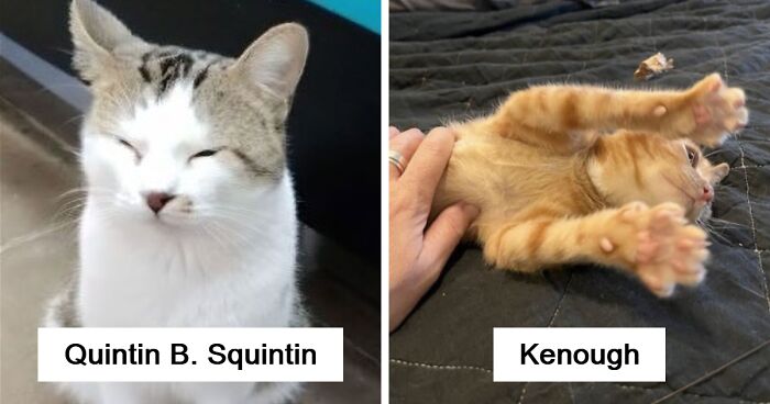 71 Hilarious Animal Names Found On ‘Petfinder’ That Take Creativity To A Whole New Level (New Pics)