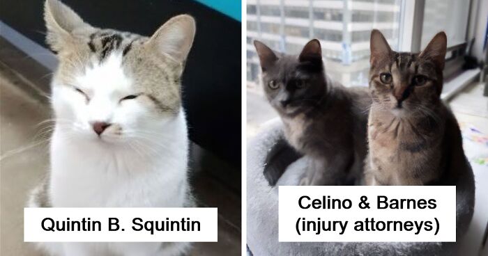 71 Hilarious Animal Names Found On ‘Petfinder’ That Take Creativity To A Whole New Level (New Pics)