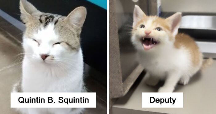 71 Hilarious Animal Names Found On ‘Petfinder’ That Take Creativity To A Whole New Level (New Pics)