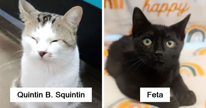 71 Hilarious Animal Names Found On ‘Petfinder’ That Take Creativity To A Whole New Level (New Pics)