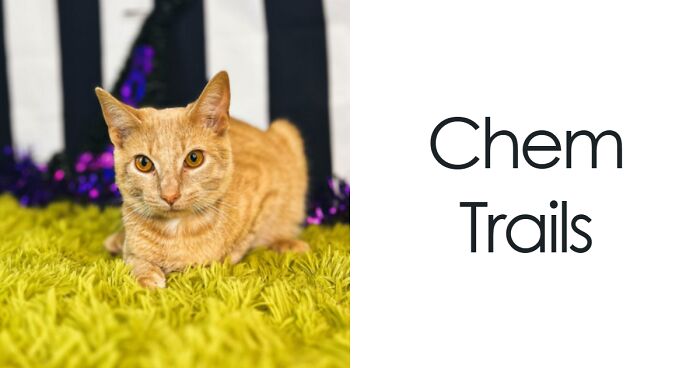 71 Pets With Names That Are Funnier Than They Should Be