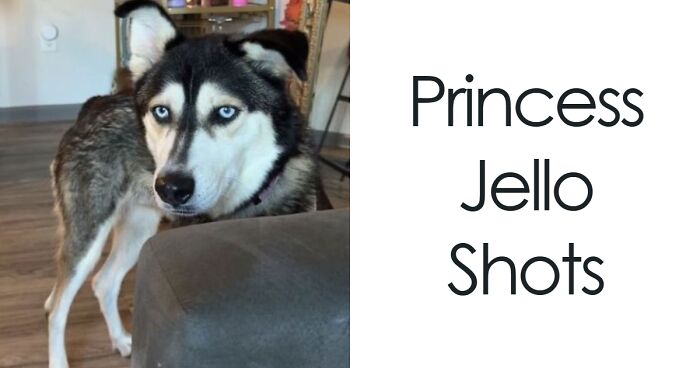 71 Hilarious Animal Names Found On ‘Petfinder’ That Take Creativity To A Whole New Level (New Pics)