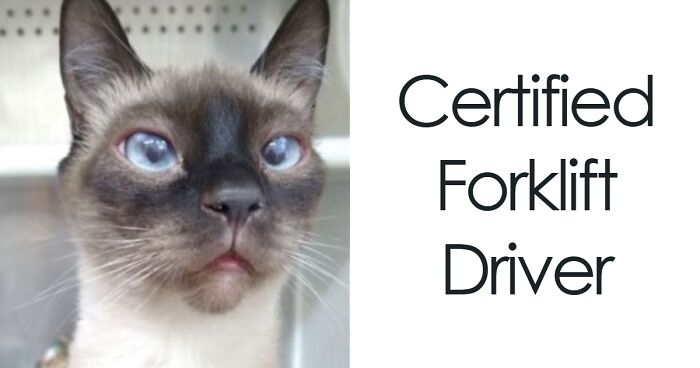 71 Hilarious Animal Names Found On ‘Petfinder’ That Take Creativity To A Whole New Level (New Pics)