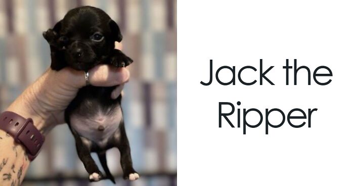 71 Hilarious Animal Names Found On ‘Petfinder’ That Take Creativity To A Whole New Level (New Pics)