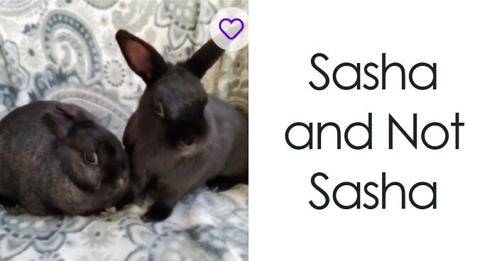 71 Hilarious Animal Names Found On ‘Petfinder’ That Take Creativity To A Whole New Level (New Pics)