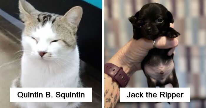 71 Hilarious Animal Names Found On ‘Petfinder’ That Take Creativity To A Whole New Level (New Pics)