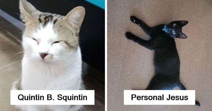 71 Hilarious Animal Names Found On ‘Petfinder’ That Take Creativity To A Whole New Level (New Pics)