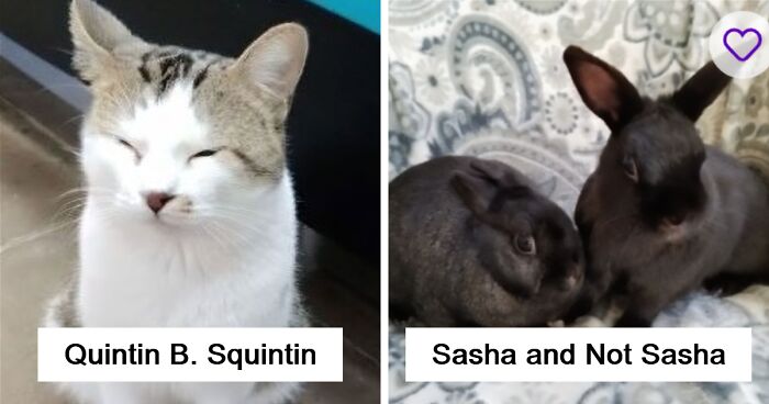 71 Hilarious Animal Names Found On ‘Petfinder’ That Take Creativity To A Whole New Level (New Pics)