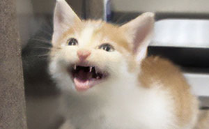 15 nombres de mascotas tan buenos que merecen un premio