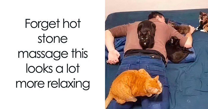 50 Times Cats Accidentally Became Internet Icons