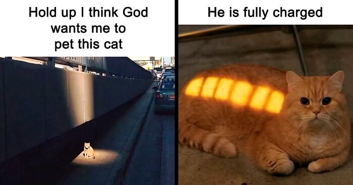 50 Times Cats Accidentally Became Internet Icons