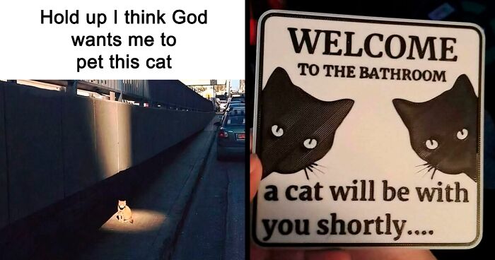 50 Times Cats Accidentally Became Internet Icons