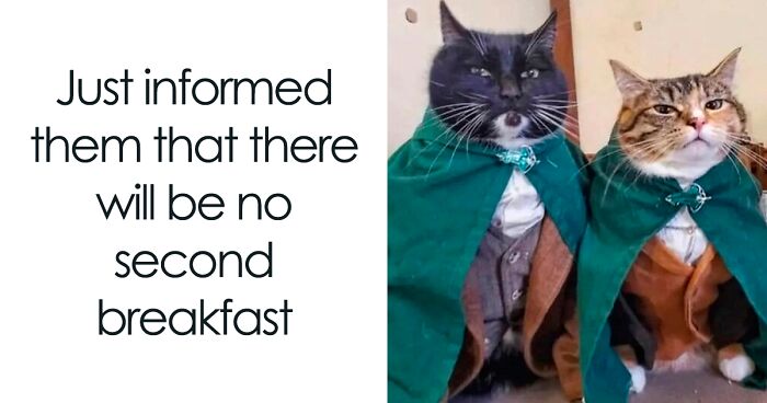 50 Times Cats Accidentally Became Internet Icons