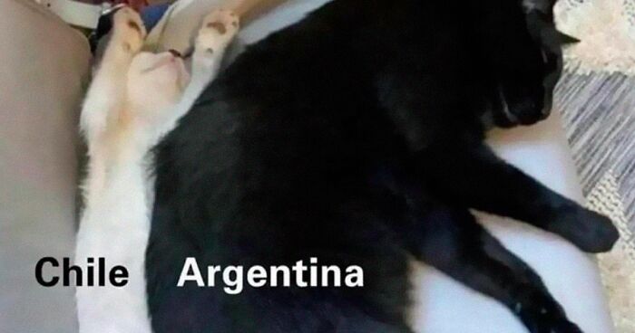 50 Times Cats Accidentally Became Internet Icons