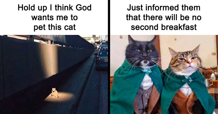 50 Times Cats Accidentally Became Internet Icons