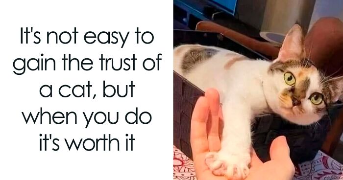 50 Times Cats Accidentally Became Internet Icons