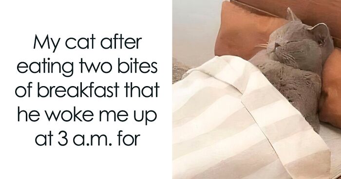 50 Times Cats Accidentally Became Internet Icons