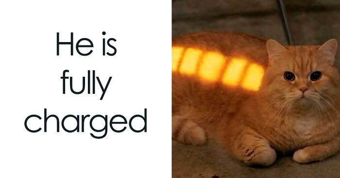 50 Funny Memes From The Group Whose Members Wish They Could Tag Their Cats In Them