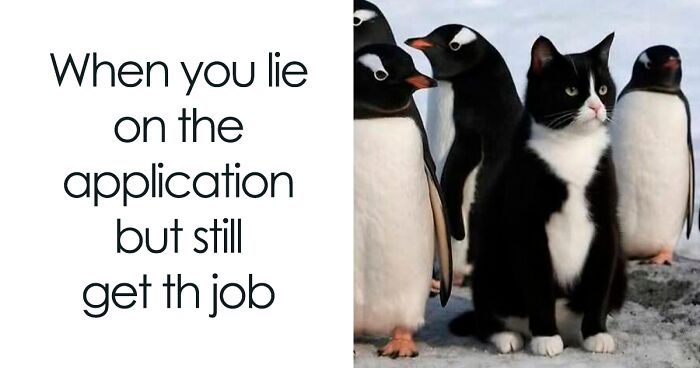 50 Times Cats Accidentally Became Internet Icons