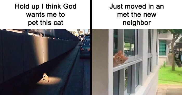 50 Times Cats Accidentally Became Internet Icons