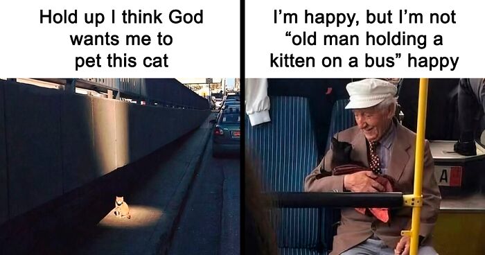 50 Times Cats Accidentally Became Internet Icons