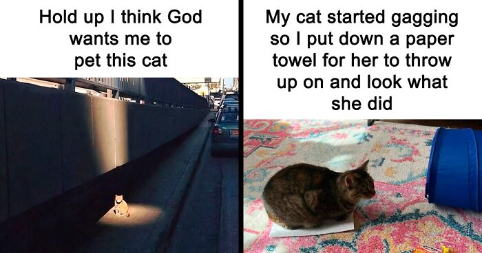 50 Times Cats Accidentally Became Internet Icons