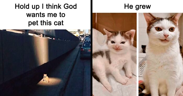 50 Times Cats Accidentally Became Internet Icons