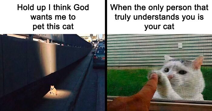 50 Times Cats Accidentally Became Internet Icons