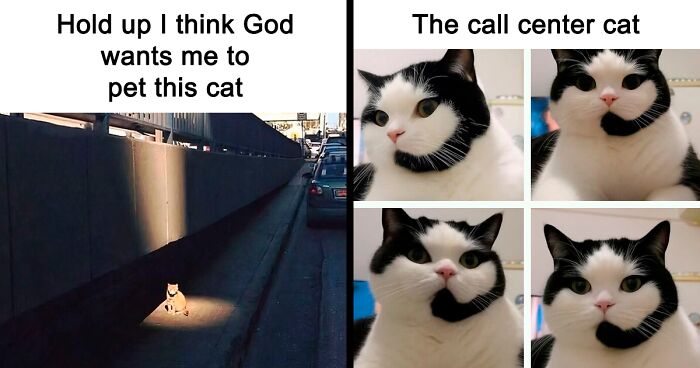 50 Cat Memes That Might Make Your Holidays Way More Special