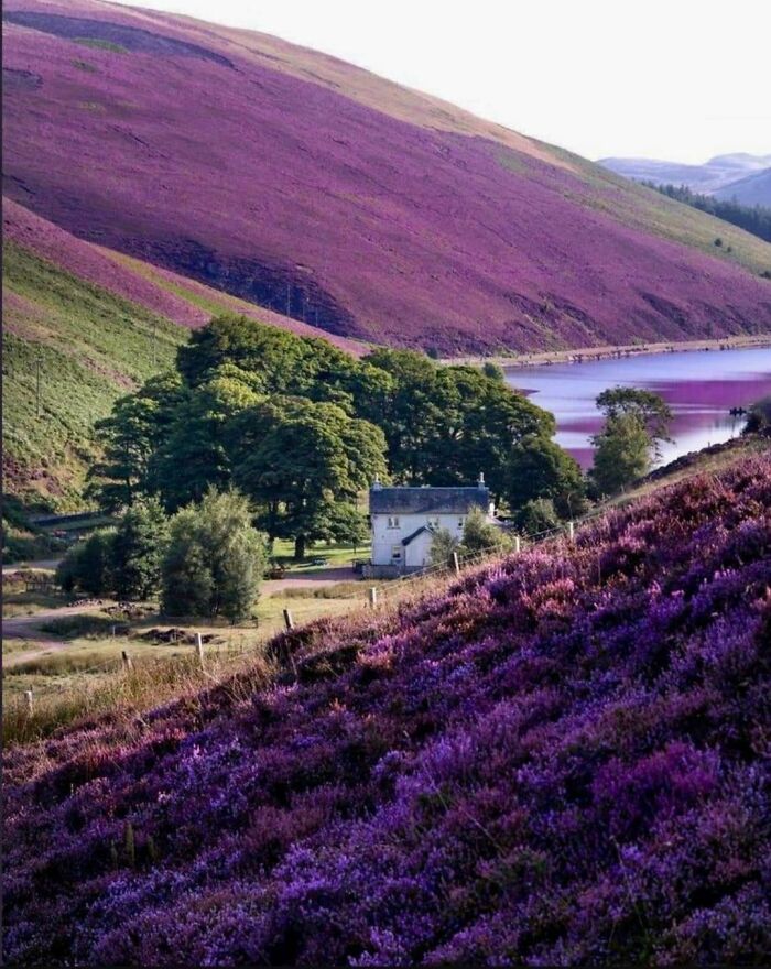 Scenic place from around the world with vibrant purple hills and a lakeside house that looks AI generated but is real.