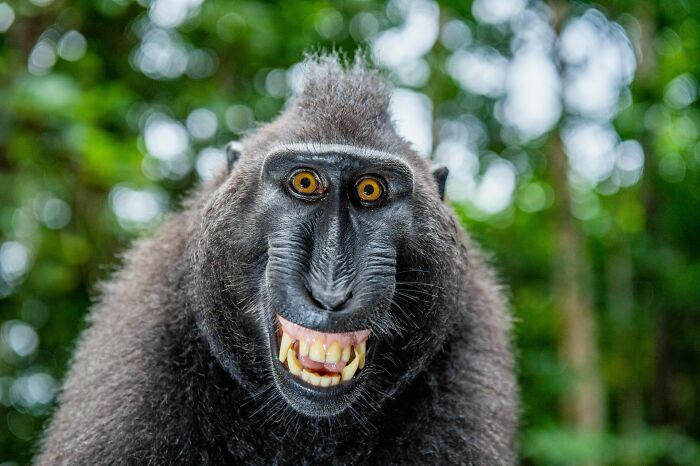 A crested black macaque smiling with wide eyes in a lush green forest, sharing historical facts unknown until recently.