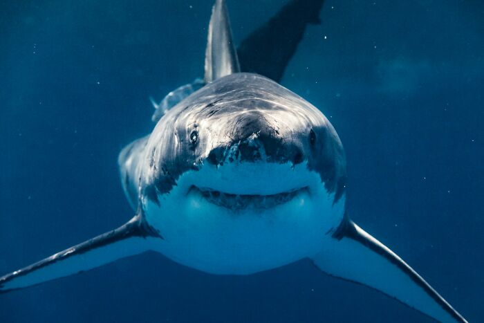 Great white shark swimming underwater with facts that sound made up but are actually true about marine life.