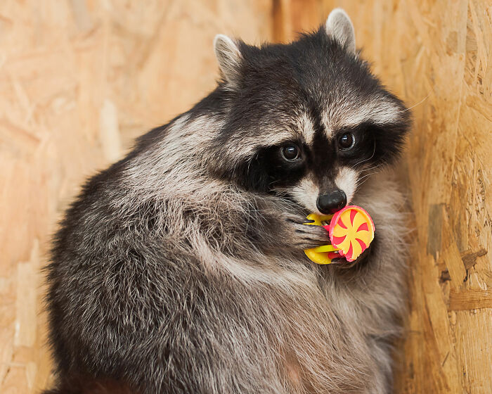 Raccoon inside wooden enclosure holding a colorful toy, illustrating raccoon raiding and bathroom incident humor. Raccoon inside wooden enclosure holding a colorful toy, illustrating raccoon raiding and bathroom incident humor.
