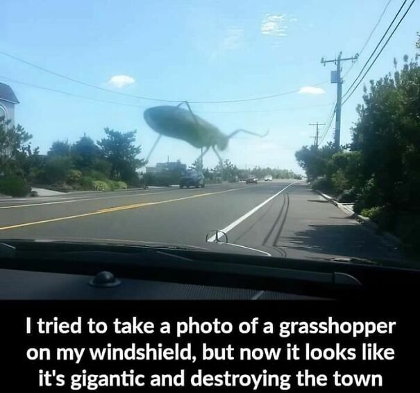 grasshopper-on-windshield-69382ab3ad1c7.jpg