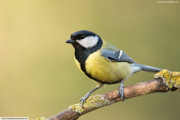 great-tit.jpg